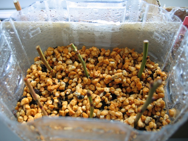 ファイル 29-3.jpg