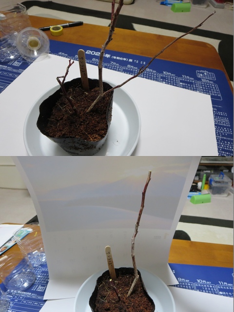 ファイル 30-1.jpg