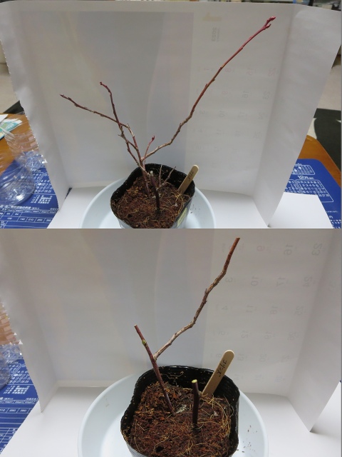 ファイル 30-2.jpg