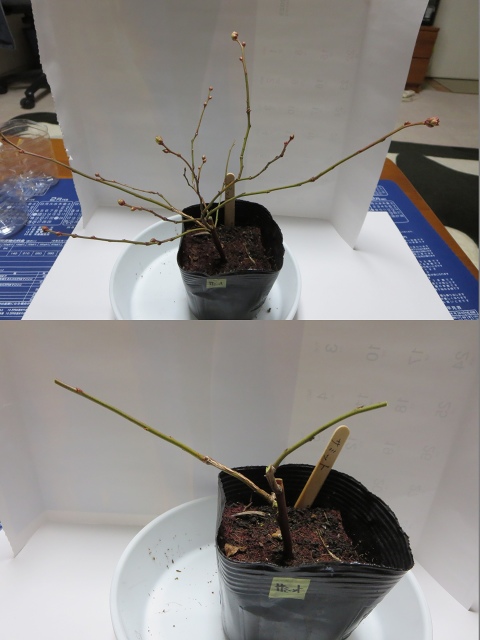 ファイル 30-3.jpg