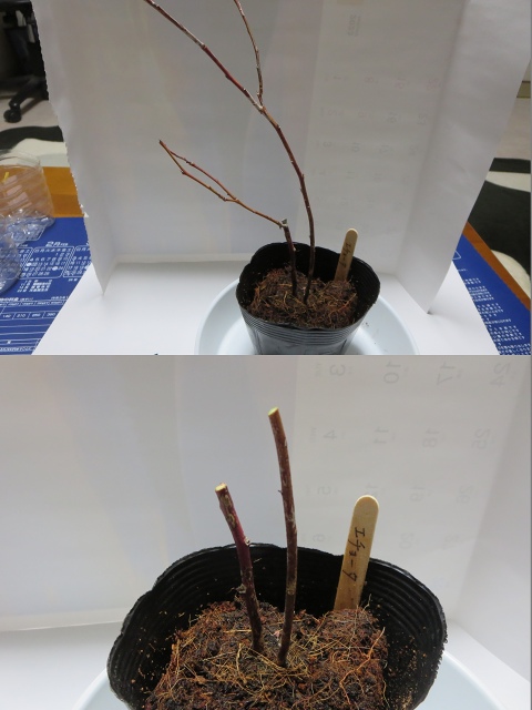 ファイル 30-4.jpg