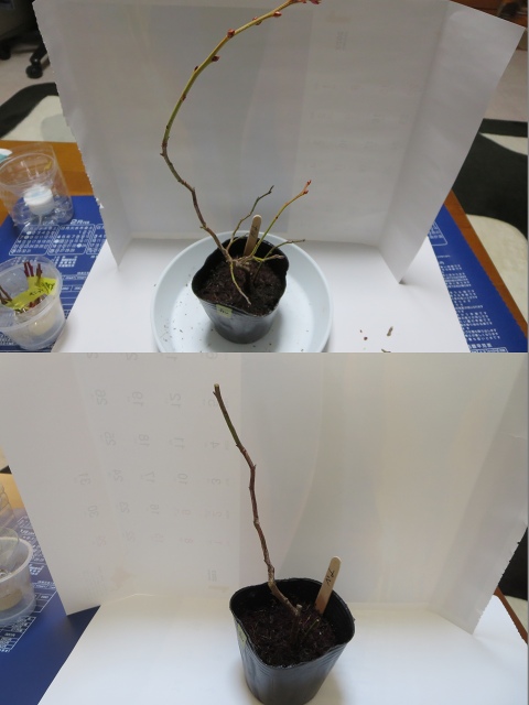 ファイル 30-6.jpg