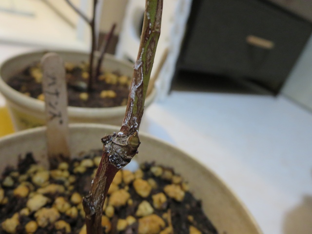 ファイル 32-2.jpg