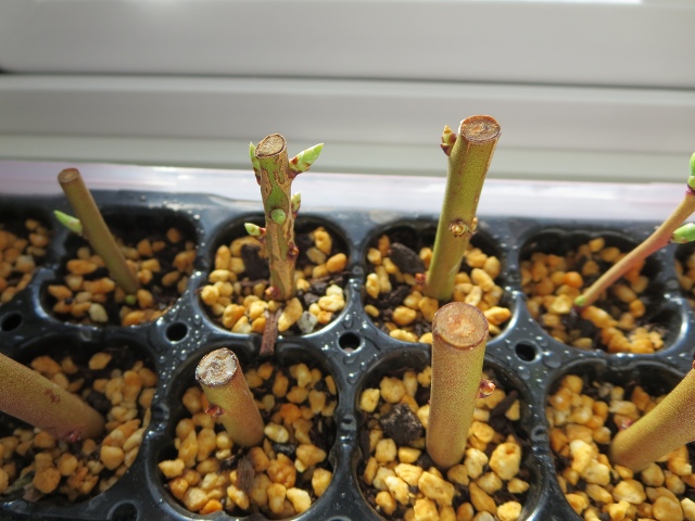 ファイル 32-4.jpg