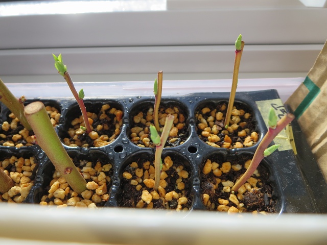 ファイル 32-6.jpg