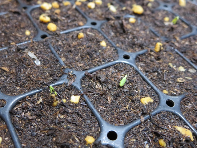 ファイル 33-1.jpg