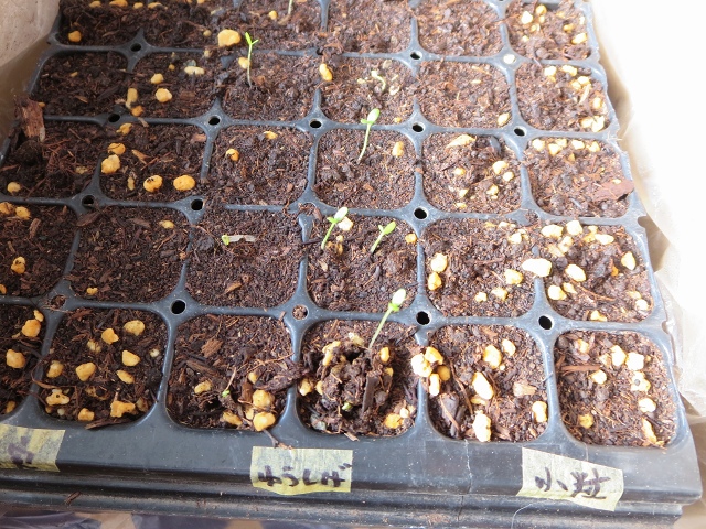 ファイル 33-2.jpg