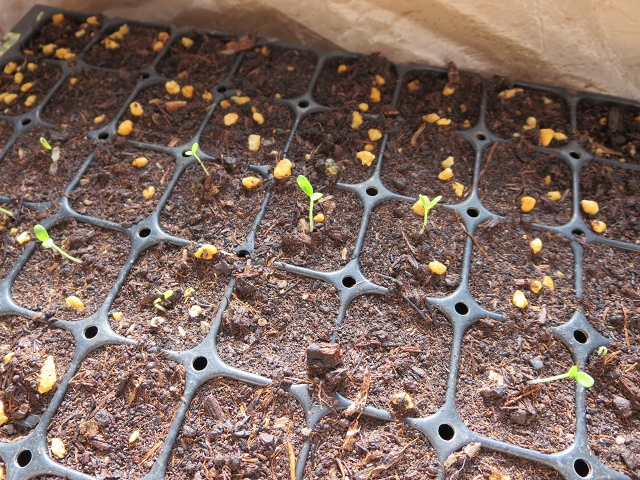 ファイル 33-3.jpg