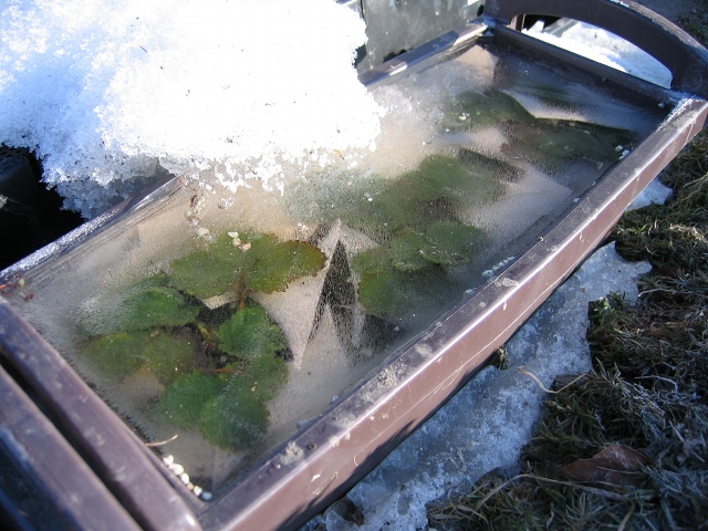 ファイル 34-1.jpg