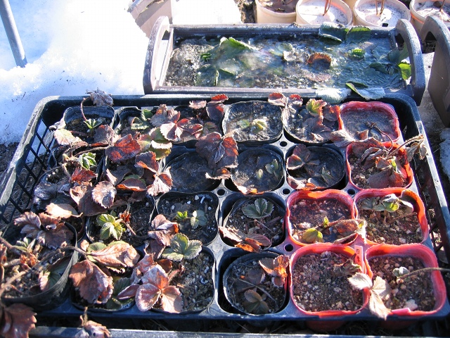 ファイル 34-3.jpg