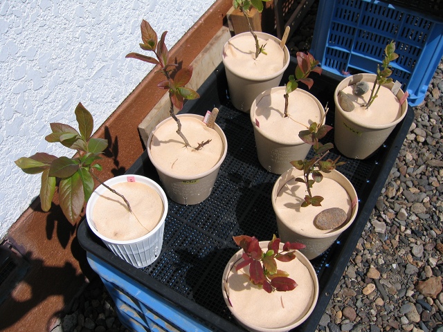 ファイル 41-1.jpg