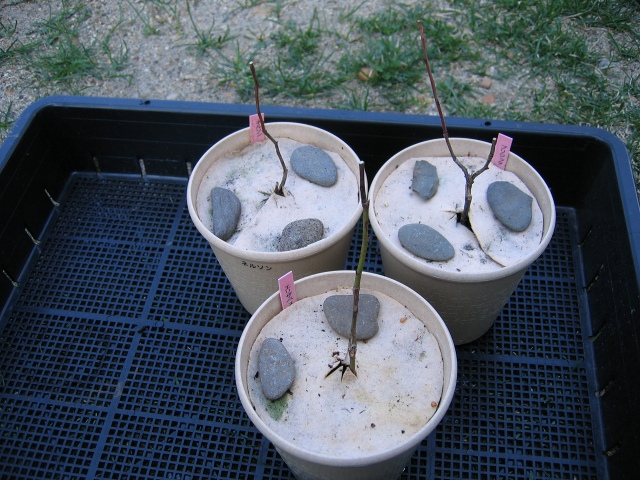 ファイル 41-2.jpg