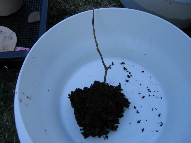 ファイル 41-3.jpg