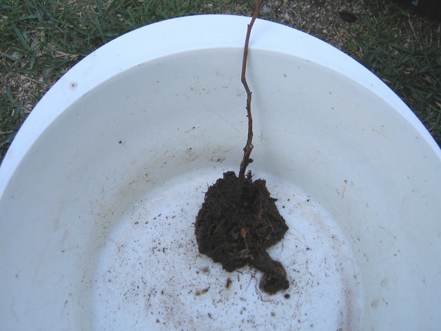 ファイル 41-5.jpg