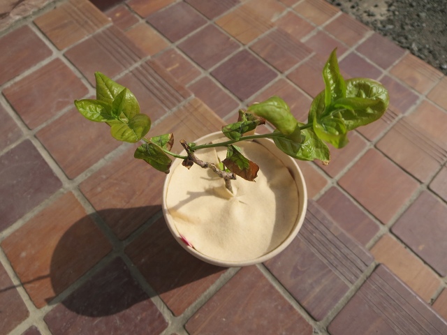 ファイル 41-6.jpg