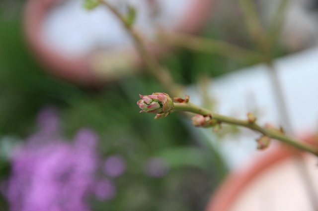 ファイル 42-4.jpg