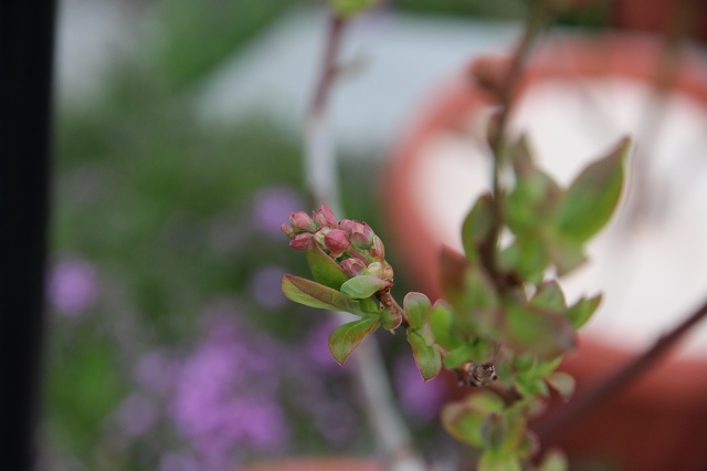 ファイル 42-8.jpg