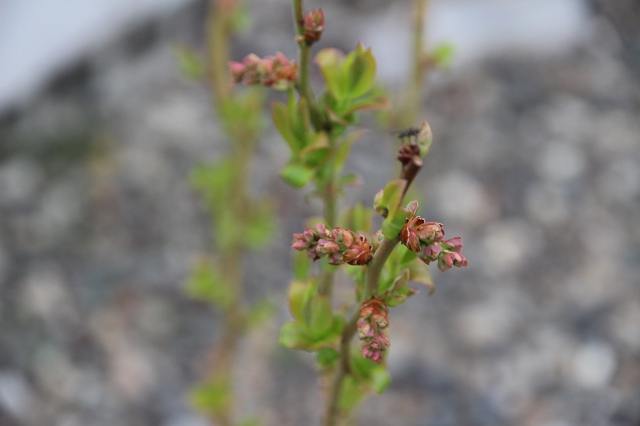 ファイル 43-1.jpg