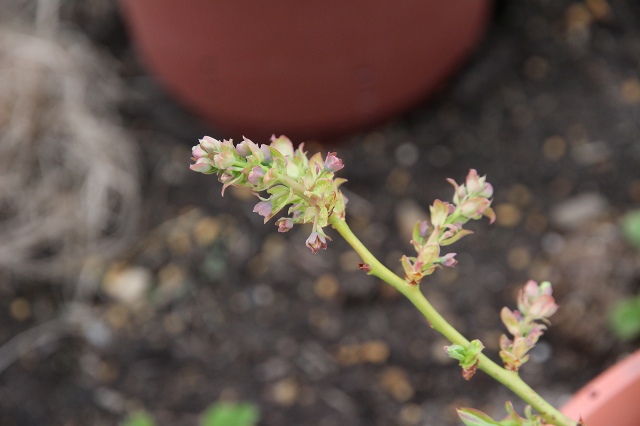 ファイル 43-2.jpg