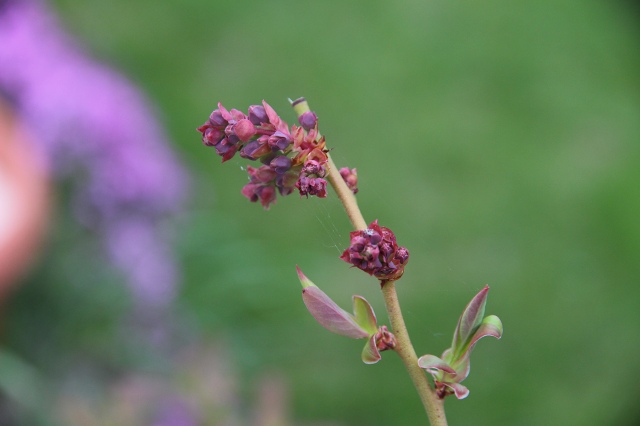 ファイル 44-1.jpg