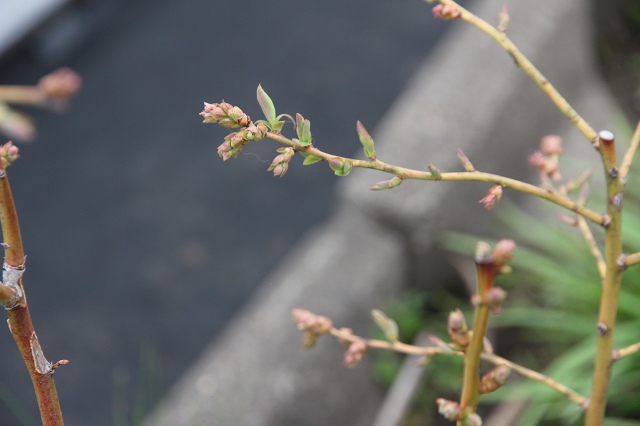 ファイル 44-4.jpg