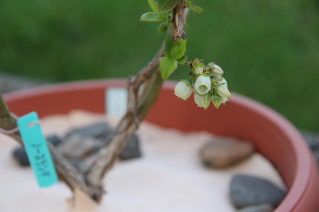 ファイル 47-2.jpg