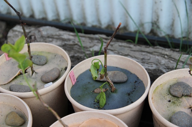 ファイル 47-6.jpg