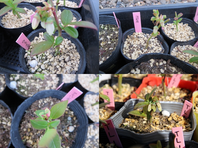 ファイル 48-1.jpg