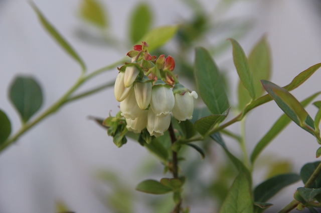 ファイル 48-2.jpg