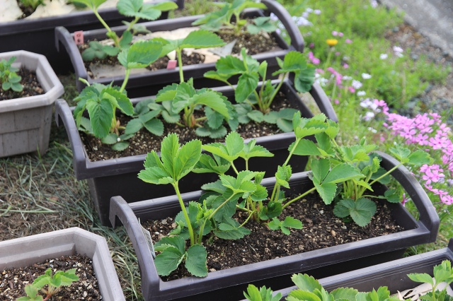 ファイル 48-4.jpg