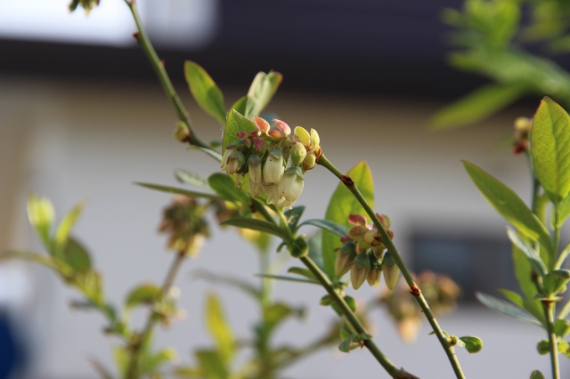 ファイル 49-2.jpg