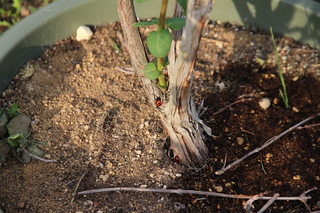 ファイル 49-4.jpg