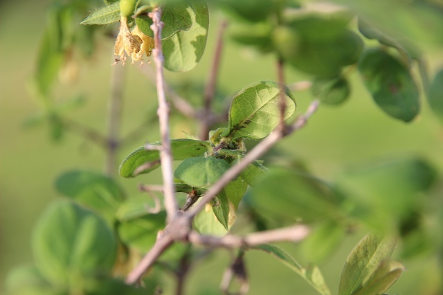 ファイル 49-5.jpg