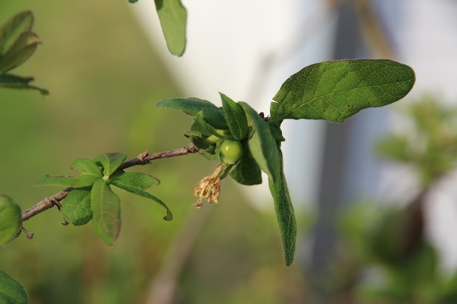 ファイル 49-6.jpg