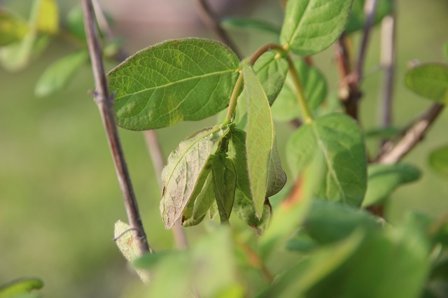 ファイル 49-7.jpg