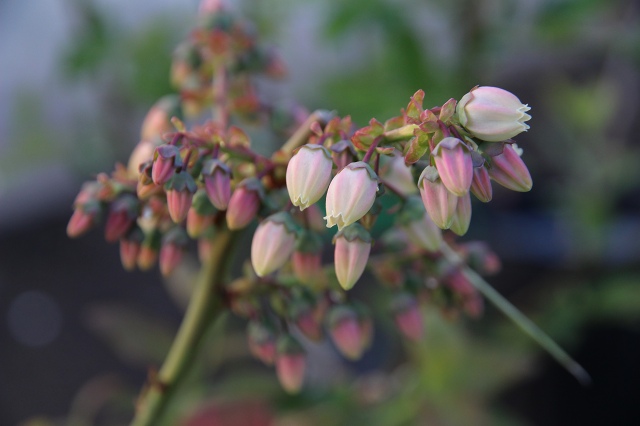 ファイル 50-2.jpg