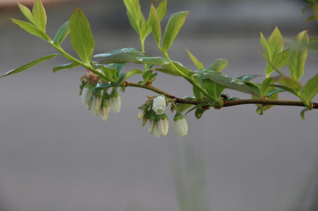 ファイル 50-3.jpg