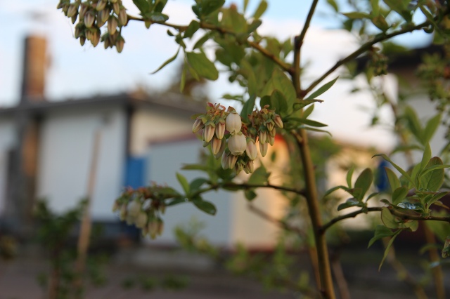 ファイル 50-4.jpg