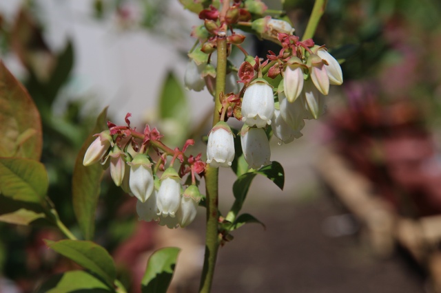 ファイル 51-1.jpg