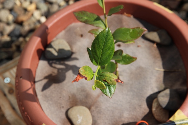 ファイル 52-2.jpg