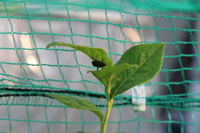 ファイル 54-1.jpg