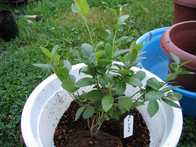 ファイル 55-1.jpg