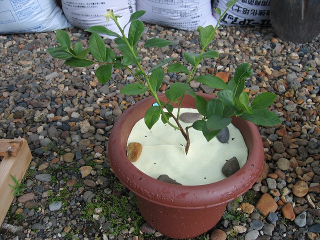 ファイル 55-3.jpg