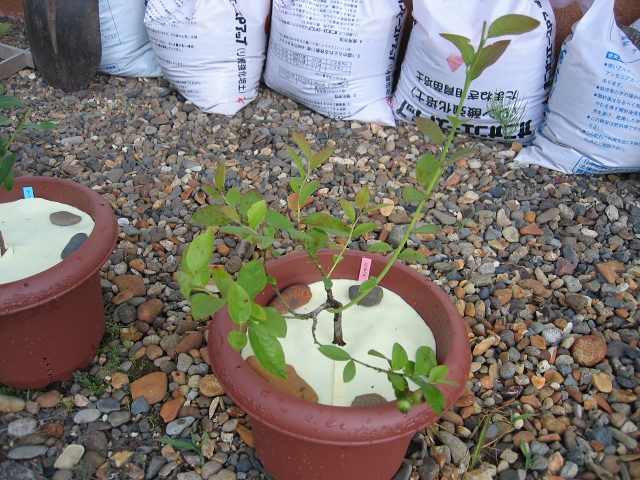 ファイル 55-4.jpg