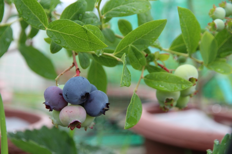 ファイル 56-1.jpg