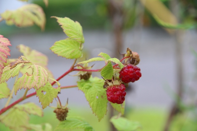 ファイル 56-2.jpg