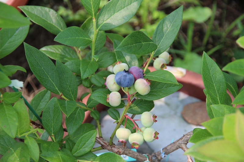 ファイル 57-2.jpg