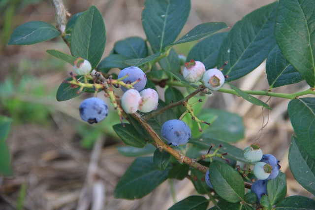 ファイル 59-1.jpg