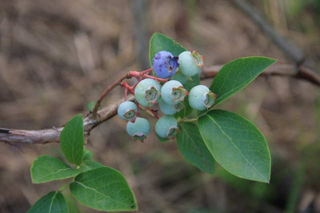 ファイル 59-3.jpg