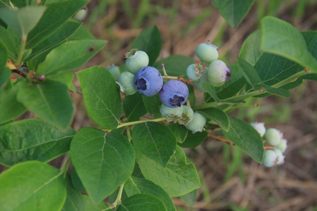 ファイル 59-4.jpg